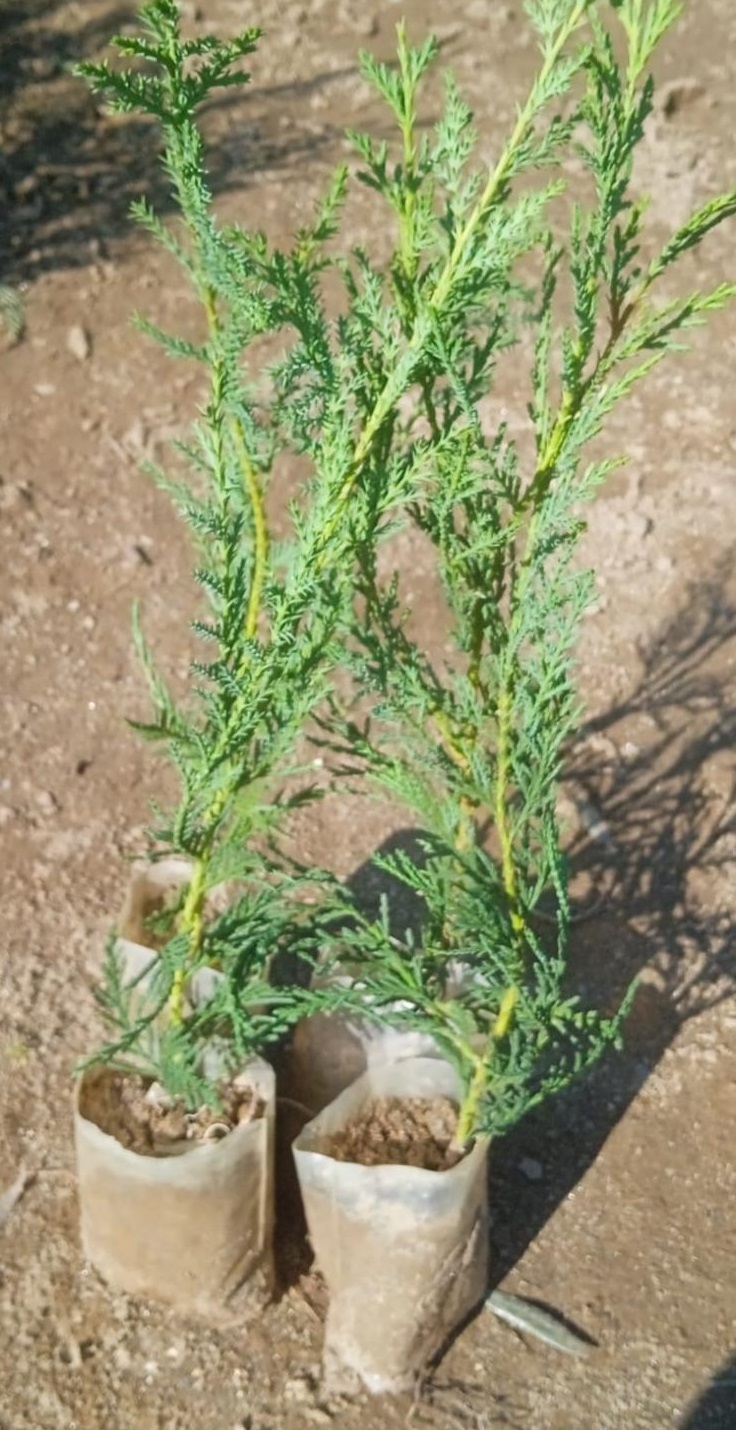 Almina Çiçekçilik 